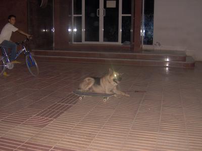 Ba oui les chien aussi aime fair de skate